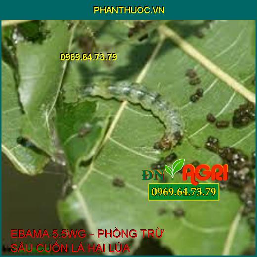 EBAMA 5.5WG – PHÒNG TRỪ SÂU CUỐN LÁ HẠI LÚA