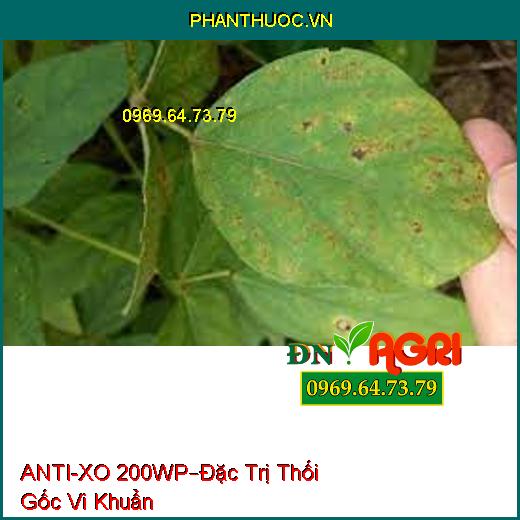 ANTI-XO 200WP–Đặc Trị Thối Gốc Vi Khuẩn