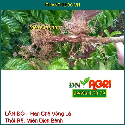 LÂN ĐỎ – Hạn Chế Vàng Lá, Thối Rễ, Miễn Dịch Bệnh