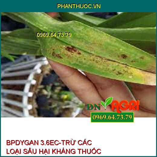 BPDYGAN 3.6EC-TRỪ CÁC LOẠI SÂU HẠI KHÁNG THUỐC