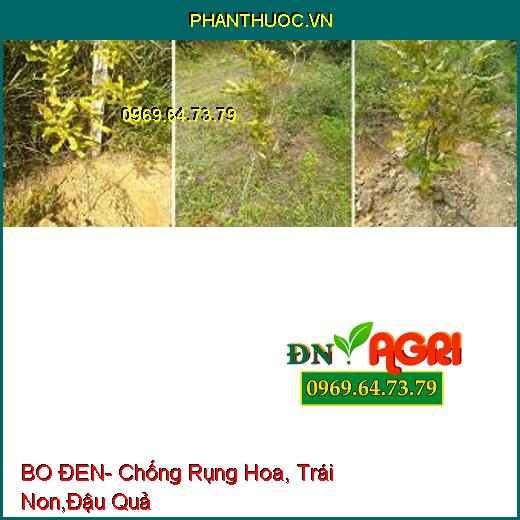 BO ĐEN- Chống Rụng Hoa, Trái Non,Đậu Quả