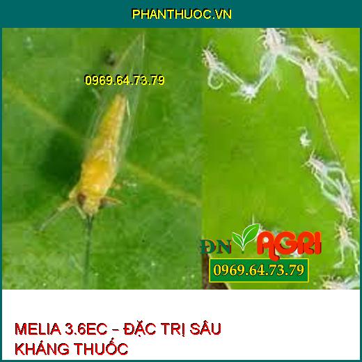 MELIA 3.6EC – ĐẶC TRỊ SÂU KHÁNG THUỐC