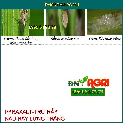 PYRAXALT-TRỪ RẦY NÂU-RẦY LƯNG TRẮNG