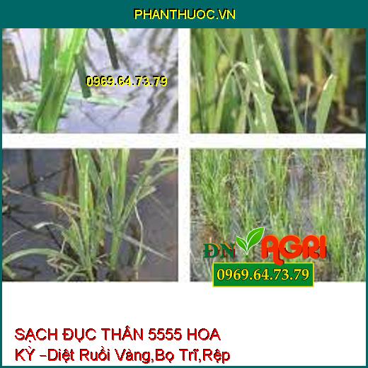 SẠCH ĐỤC THÂN 5555 HOA KỲ –Diệt Ruồi Vàng,Bọ Trĩ,Rệp cờ