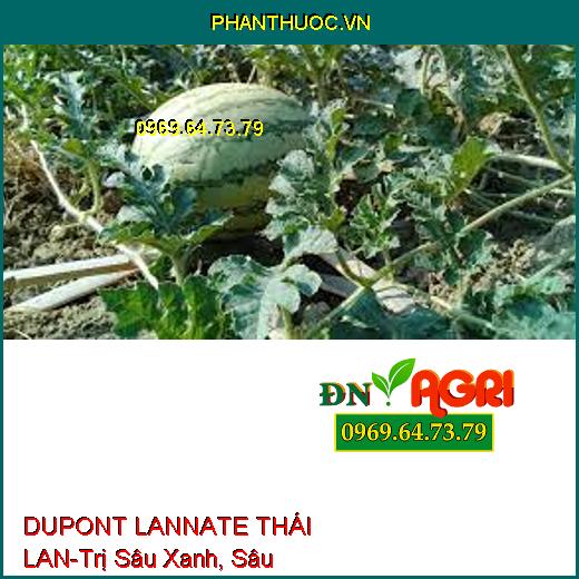 DUPONT LANNATE THÁI LAN-Trị Sâu Xanh, Sâu Khoang,Bọ Trĩ