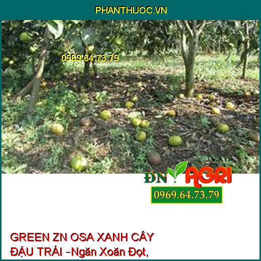 GREEN ZN OSA XANH CÂY ĐẬU TRÁI –Ngăn Xoăn Đọt, Kích To Trái