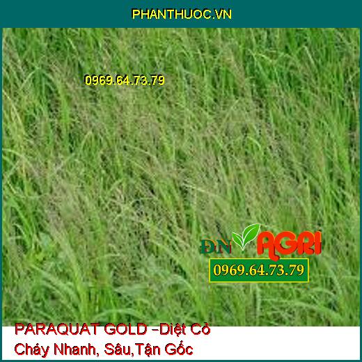 PARAQUAT GOLD –Diệt Cỏ Cháy Nhanh, Sâu,Tận Gốc