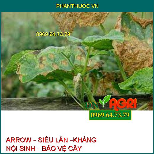 ARROW – SIÊU LÂN –KHÁNG NỘI SINH – BẢO VỆ CÂY