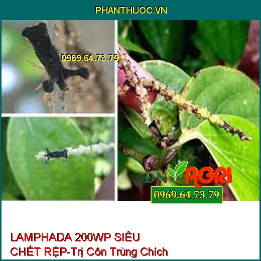 LAMPHADA 200WP SIÊU CHẾT RỆP-Trị Côn Trùng Chích Hút