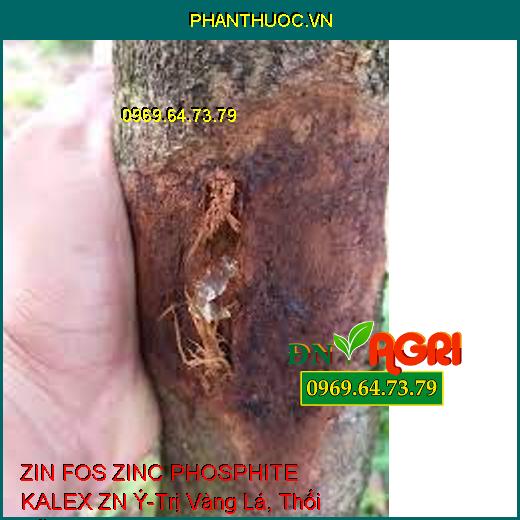 ZIN FOS ZINC PHOSPHITE KALEX ZN Ý-Trị Vàng Lá, Thối Rễ