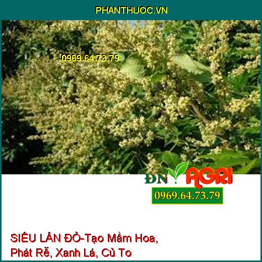 SIÊU LÂN ĐỎ-Tạo Mầm Hoa, Phát Rễ, Xanh Lá, Củ To