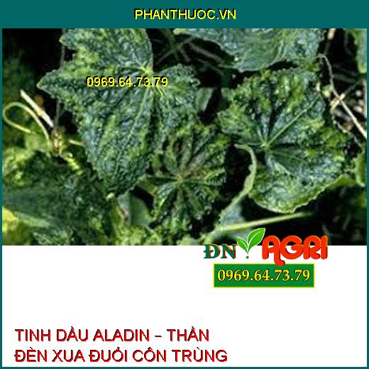 TINH DẦU ALADIN – THẦN ĐÈN XUA ĐUỔI CÔN TRÙNG