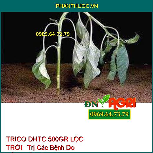 TRICO DHTC 500GR LỘC TRỜI –Trị Các Bệnh Do Nấm,Thối Rễ