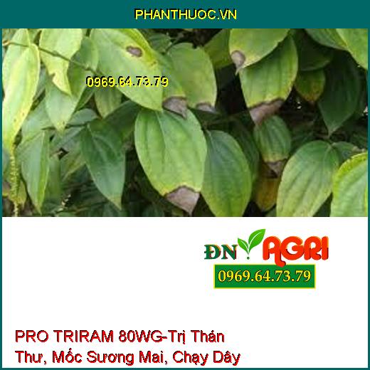 PRO TRIRAM 80WG-Trị Thán Thư, Mốc Sương Mai, Chạy D