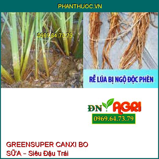 GREENSUPER CANXI BO SỮA – Siêu Đậu Trái