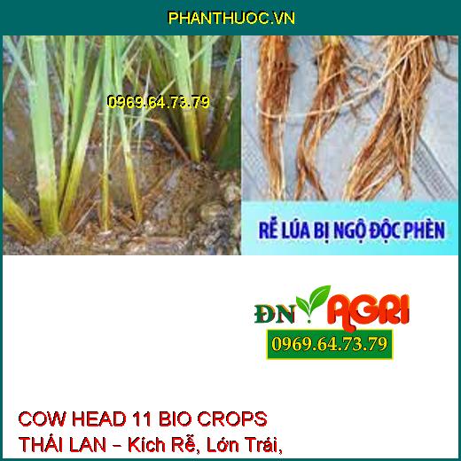 COW HEAD 11 BIO CROPS THÁI LAN – Kích Rễ, Lớn Trái, Đẹp