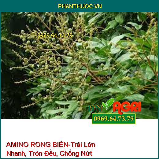 AMINO RONG BIỂN-Trái Lớn Nhanh, Tròn Đều, Chống Nứt Trái