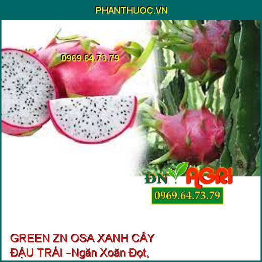 GREEN ZN OSA XANH CÂY ĐẬU TRÁI –Ngăn Xoăn Đọt, Kích To Trái