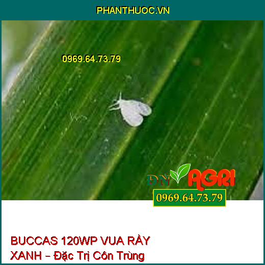 BUCCAS 120WP VUA RẦY XANH – Đặc Trị Côn Trùng Chích Hút