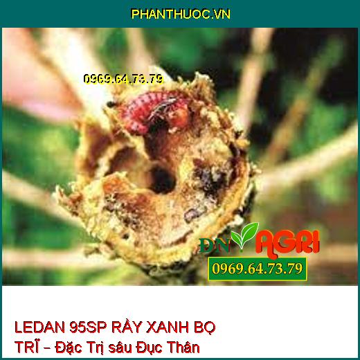 LEDAN 95SP RẦY XANH BỌ TRĨ – Đặc Trị sâu Đục Thân