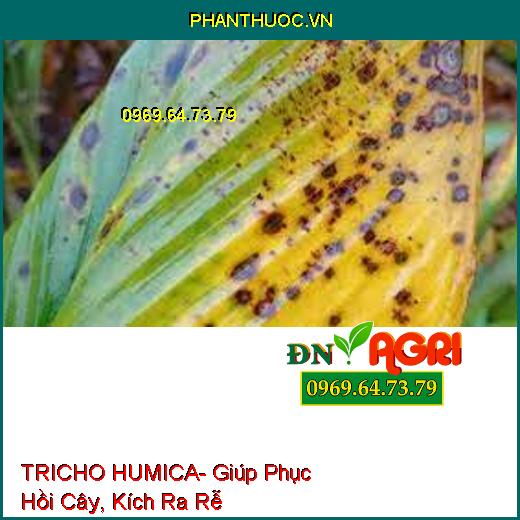 TRICHO HUMICA- Giúp Phục Hồi Cây, Kích Ra Rễ