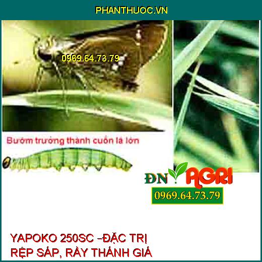 YAPOKO 250SC –ĐẶC TRỊ RỆP SÁP, RẦY THÁNH GIÁ