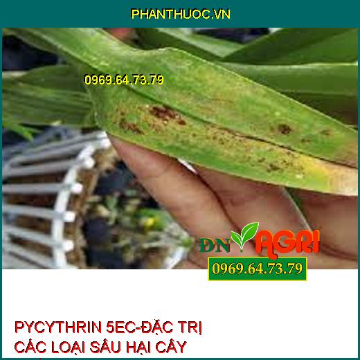 PYCYTHRIN 5EC-ĐẶC TRỊ CÁC LOẠI SÂU HẠI CÂY TRỒNG