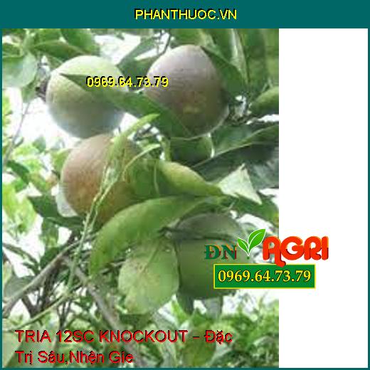 TRIA 12SC KNOCKOUT – Đặc Trị Sâu,Nhện Gíe