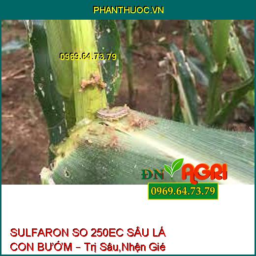 SULFARON SO 250EC SÂU LÁ CON BƯỚM – Trị Sâu,Nhện Gié