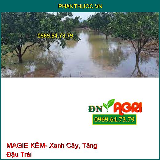 MAGIE KẼM- Xanh Cây, Tăng Đậu Trái