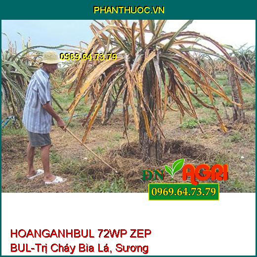 HOANGANHBUL 72WP ZEP BUL-Trị Cháy Bìa Lá, Sương Mai