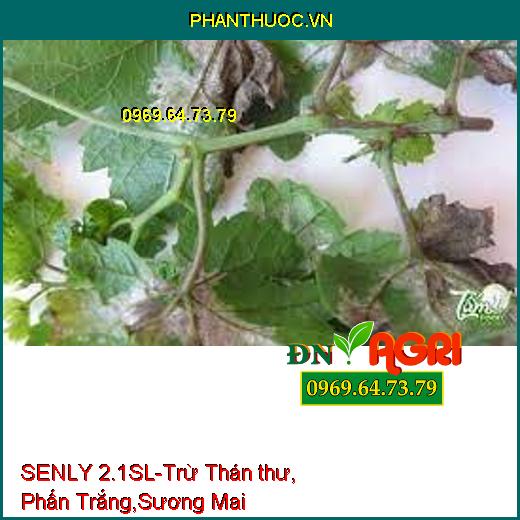 SENLY 2.1SL-Trừ Thán thư, Phấn Trắng,Sương Mai