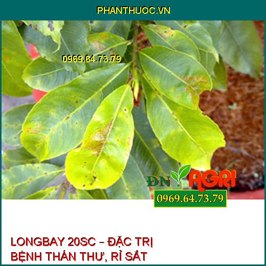 LONGBAY 20SC – ĐẶC TRỊ BỆNH THÁN THƯ, RỈ SẮT