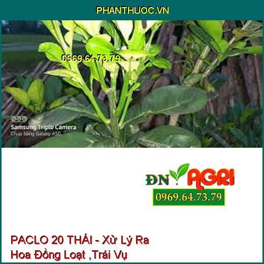 PACLO 20 THÁI - Xử Lý Ra Hoa Đồng Loạt ,Trái Vụ