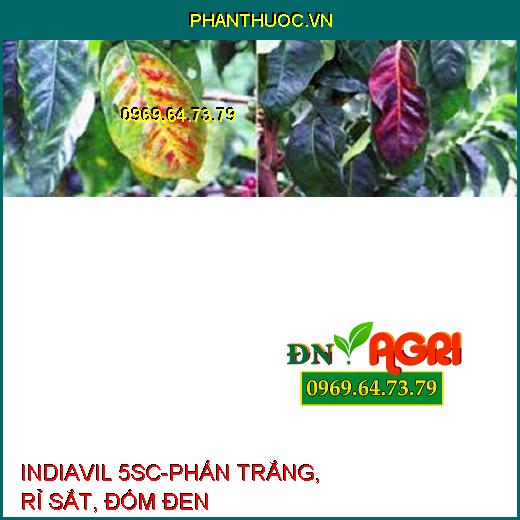 INDIAVIL 5SC-PHẤN TRẮNG, RỈ SẮT, ĐỐM ĐEN