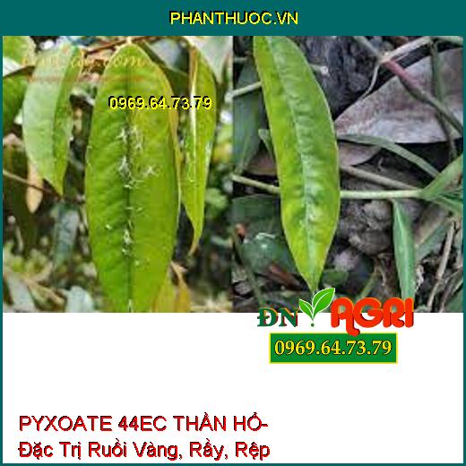 PYXOATE 44EC THẦN HỔ- Đặc Trị Ruồi Vàng, Rầy, Rệp