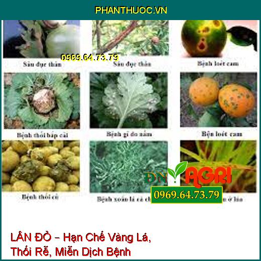 LÂN ĐỎ – Hạn Chế Vàng Lá, Thối Rễ, Miễn Dịch Bệnh