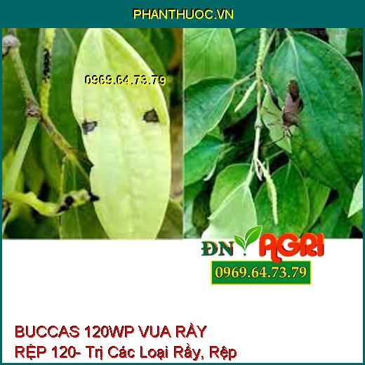 BUCCAS 120WP VUA RẦY RỆP 120- Trị Các Loại Rầy, Rệp