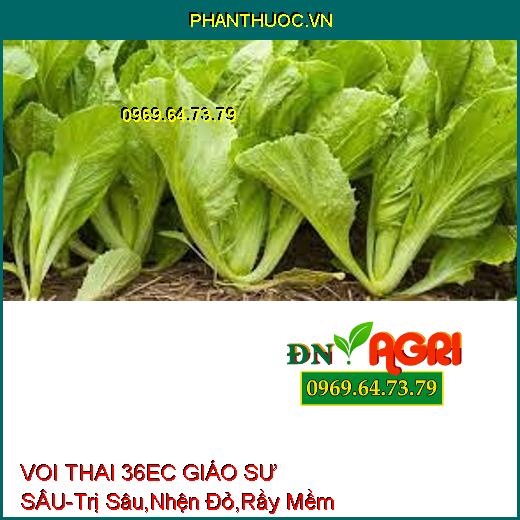 https://phanthuoc.vn/product-tag/ymc-01-champion-rong-bien-duong-hoa/