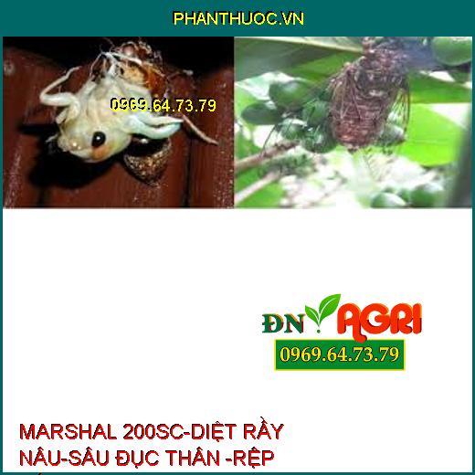 MARSHAL 200SC-DIỆT RẦY NÂU-SÂU ĐỤC THÂN -RỆP SÁP