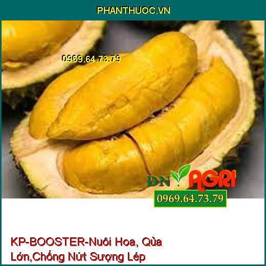 KP-BOOSTER-Nuôi Hoa, Qủa Lớn,Chống Nứt Sượng Lép