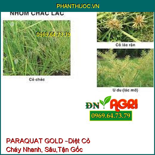 PARAQUAT GOLD –Diệt Cỏ Cháy Nhanh, Sâu,Tận Gốc