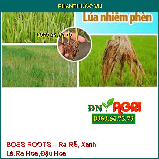 BOSS ROOTS – Ra Rễ, Xanh Lá,Ra Hoa,Đậu Hoa