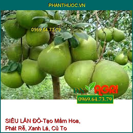 SIÊU LÂN ĐỎ-Tạo Mầm Hoa, Phát Rễ, Xanh Lá, Củ To