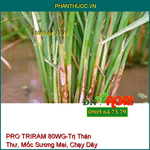 PRO TRIRAM 80WG-Trị Thán Thư, Mốc Sương Mai, Chạy D