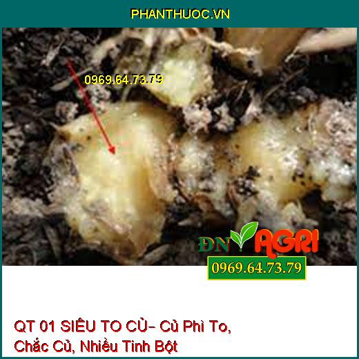 QT 01 SIÊU TO CỦ– Củ Phì To, Chắc Củ, Nhiều Tinh Bột