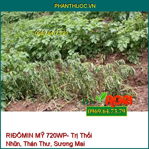 RIĐÔMIN MỸ 720WP- Trị Thối Nhũn, Thán Thư, Sương Mai