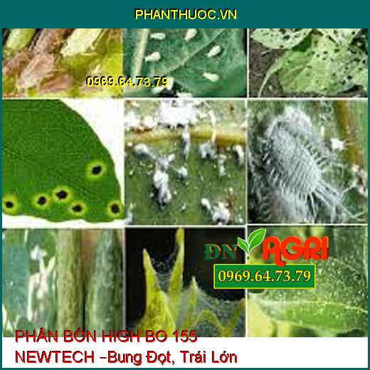 PHÂN BÓN HIGH BO 155 NEWTECH –Bung Đọt, Trái Lớn