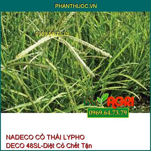 NADECO CỎ THÁI LYPHO DECO 48SL-Diệt Cỏ Chết Tận Gốc Rễ