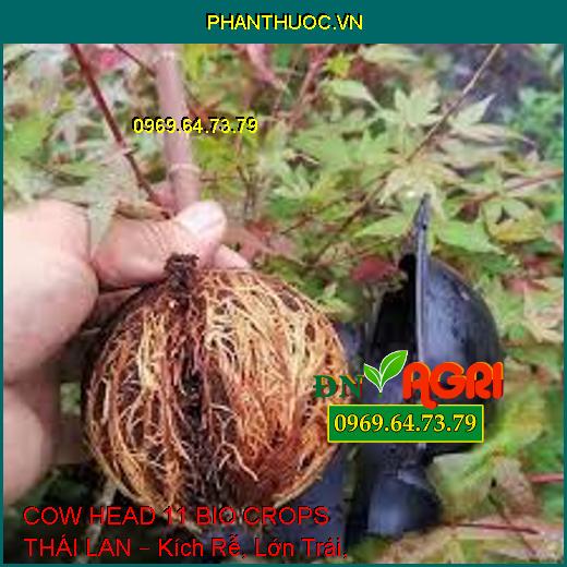 COW HEAD 11 BIO CROPS THÁI LAN – Kích Rễ, Lớn Trái, Đẹp